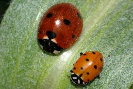 Attēlu rezultāti vaicājumam “Cribraria vulgaris young”