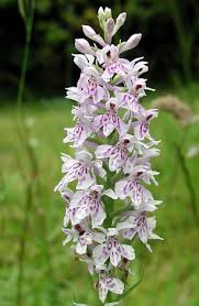 Attēlu rezultāti vaicājumam “Dactylorhiza fuchsii flower”