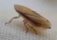 Attēlu rezultāti vaicājumam “Neophilaenus lineatus”