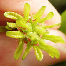 Attēlu rezultāti vaicājumam “Carpinus betulus female flower”