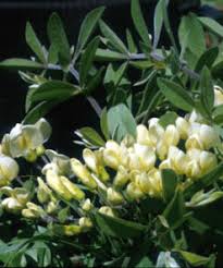 Attēlu rezultāti vaicājumam “Lophozia capitata”