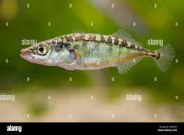 Attēlu rezultāti vaicājumam “Gasterosteus aculeatus”