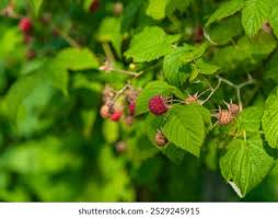 Attēlu rezultāti vaicājumam “Rosa majalis fruit”