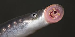 Attēlu rezultāti vaicājumam “Lampetra fluviatilis”