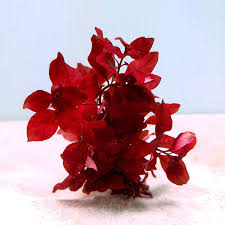 Attēlu rezultāti vaicājumam “Hottonia palustris fruit”