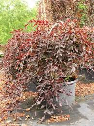 Attēlu rezultāti vaicājumam “Fagus sylvatica fo. purpurea leaf”