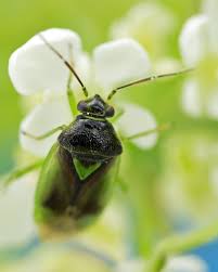 Attēlu rezultāti vaicājumam “Orthops campestris”