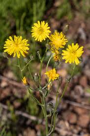 Attēlu rezultāti vaicājumam “Crepis tectorum flower”