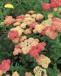 Attēlu rezultāti vaicājumam “Achillea millefolium leaf”