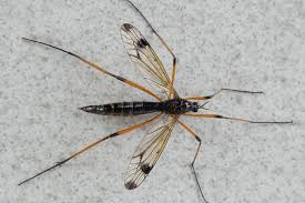 Attēlu rezultāti vaicājumam “Dictenidia bimaculata”