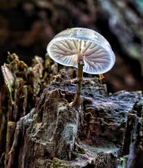 Attēlu rezultāti vaicājumam “Cudoniella clavus”