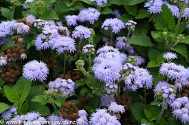 Image result for Ageratum houstonianum