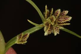 Attēlu rezultāti vaicājumam “Cyperus fuscus”