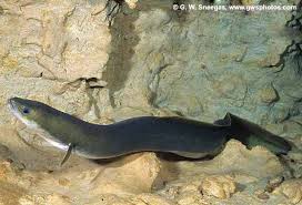 Image result for Anguilla anguilla