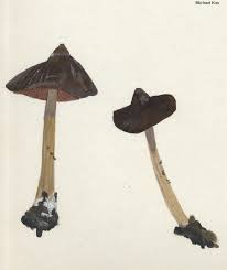 Attēlu rezultāti vaicājumam “Entoloma vernum”