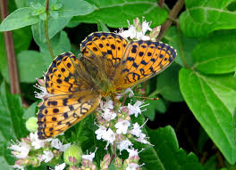 Attēlu rezultāti vaicājumam “Brenthis ino upperside”