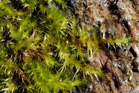 Attēlu rezultāti vaicājumam “Drepanocladus polygamus”