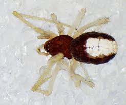 Attēlu rezultāti vaicājumam “Neottiura bimaculata female”