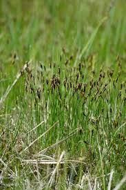 Attēlu rezultāti vaicājumam “Schoenus ferrugineus bud”