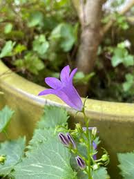 Image result for Campanula isophylla