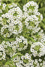 Attēlu rezultāti vaicājumam “Lobularia maritima”