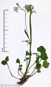 Attēlu rezultāti vaicājumam “Cardamine pratensis”