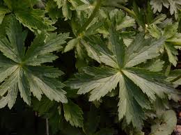 Attēlu rezultāti vaicājumam “Trollius europaeus leaf”
