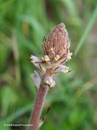 Attēlu rezultāti vaicājumam “Orobanche coerulescens bud”