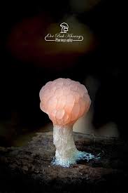 Attēlu rezultāti vaicājumam “Amaurochaete sp.”