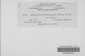 Attēlu rezultāti vaicājumam “Sphacelotheca hydropiperis”