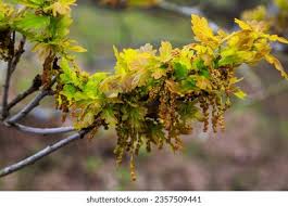 Attēlu rezultāti vaicājumam “Quercus robur female flower”