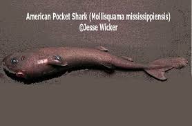 Image result for Mustelus palumbes