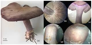 Attēlu rezultāti vaicājumam “Lepista sp.”
