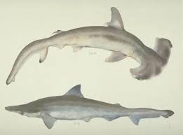 Image result for Sphyrna zygaena