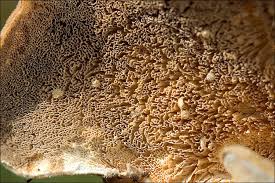 Attēlu rezultāti vaicājumam “Cerrena unicolor”