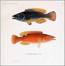 Image result for Labrus mixtus