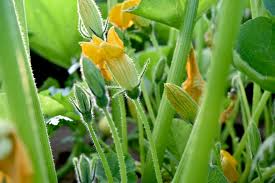 Attēlu rezultāti vaicājumam “Cucurbita pepo”