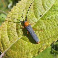 Attēlu rezultāti vaicājumam “Oberea oculata”