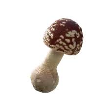 Attēlu rezultāti vaicājumam “Amanita regalis”