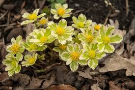 Attēlu rezultāti vaicājumam “Epirhoe tristata”