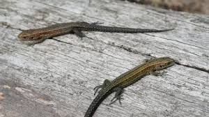 Attēlu rezultāti vaicājumam “Lacerta vivipara juvenile”