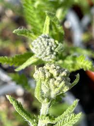Attēlu rezultāti vaicājumam “Achillea millefolium bud”