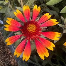 Image result for Gaillardia