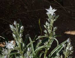 Attēlu rezultāti vaicājumam “Gentianaceae”