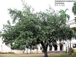 Attēlu rezultāti vaicājumam “Clusiaceae”