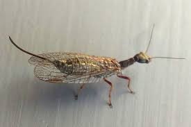 Attēlu rezultāti vaicājumam “Raphidioptera”