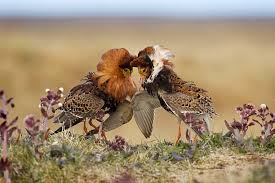 Attēlu rezultāti vaicājumam “Philomachus pugnax”