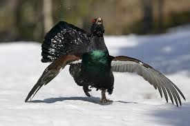 Attēlu rezultāti vaicājumam “Tetrao urogallus”