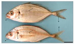 Image result for Pseudocaranx dentex