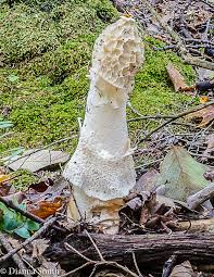 Attēlu rezultāti vaicājumam “Physarum sulphureum stalked”